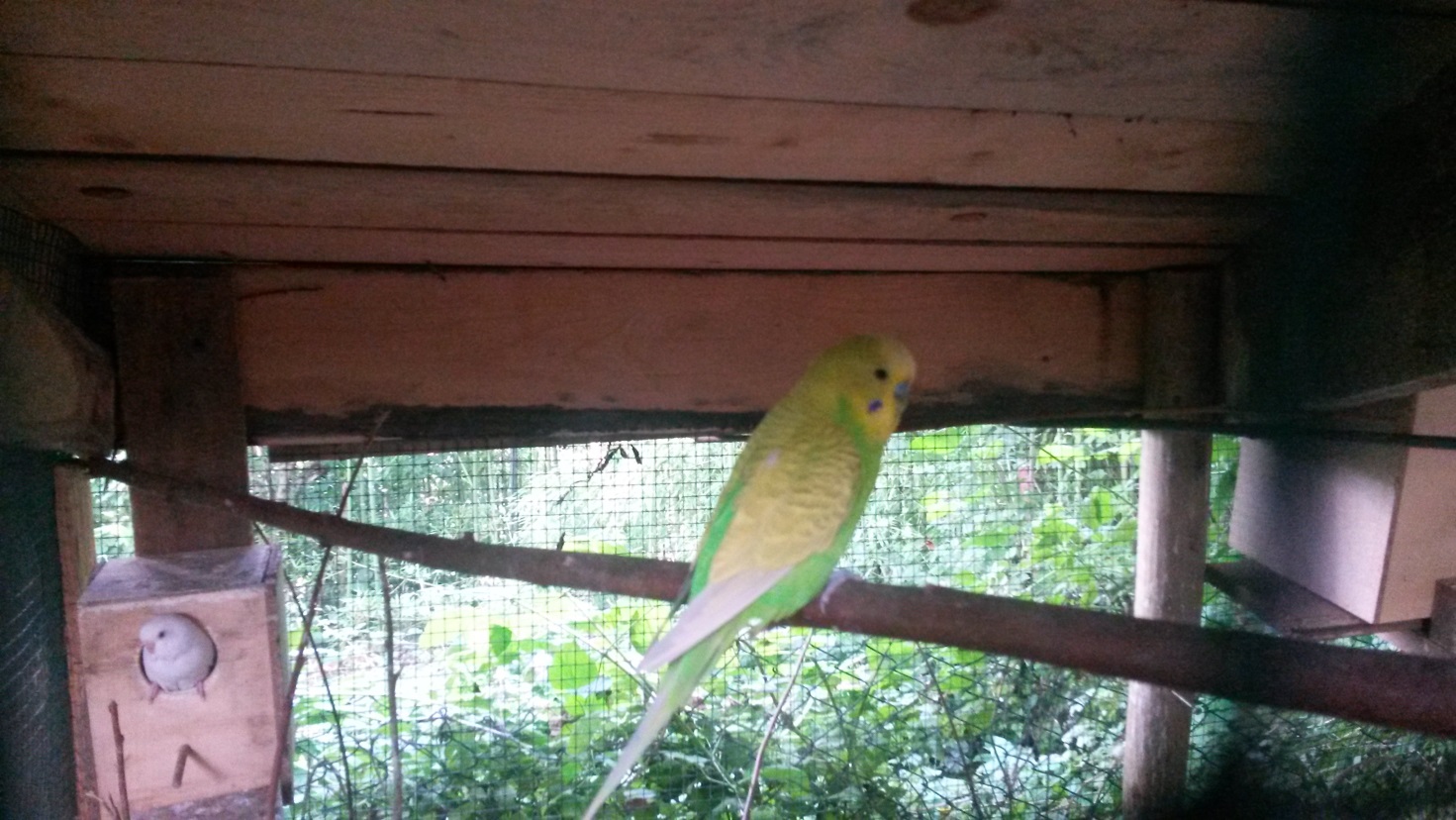 cocorita