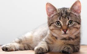 gatto