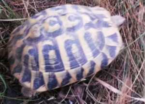 tartaruga 2