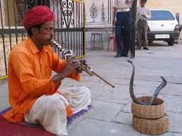 cobra che danza fine