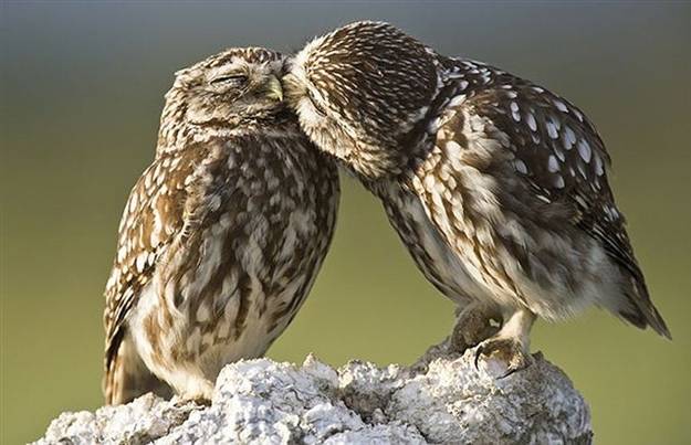 gufi amore