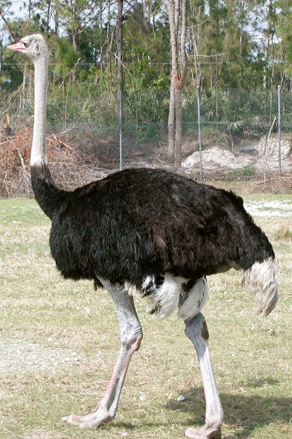 struzzo 1
