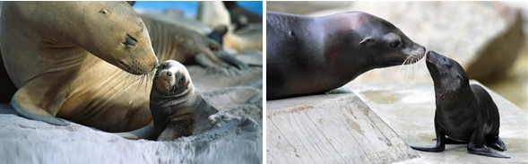 foca 2