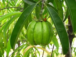 garcinia