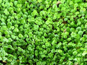 centella-205635_640