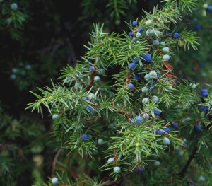 juniper-662312_640