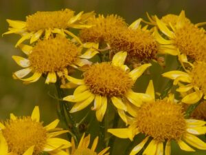 arnica-8895_640