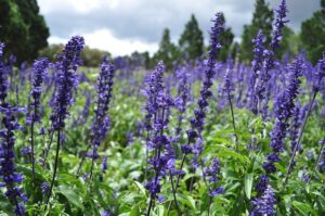 lavender-919000_640