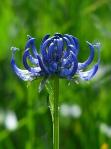 spherical-devils-claw-181690_640