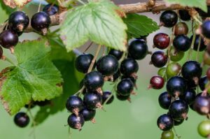 currant-896233_960_720