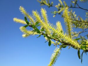 salix-alba-846487_960_720