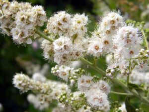 spirea-831467_960_720