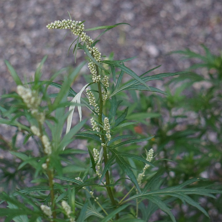 artemisia rimedio cancro