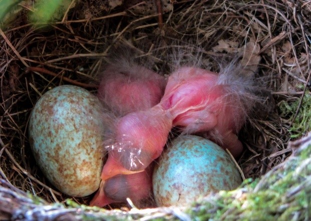 piccoli merlo