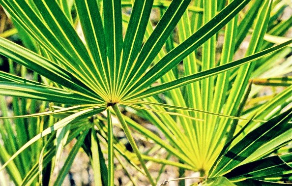 Serenoa_repens rimedi ipertrofia prostatica