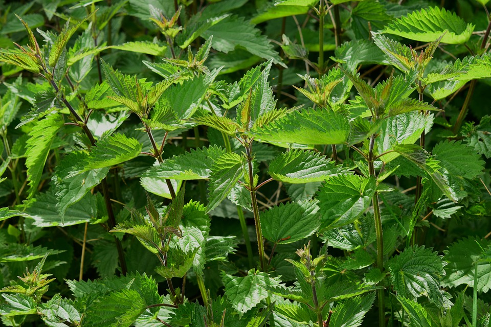 ortica rimedi ipertrofia prostatica