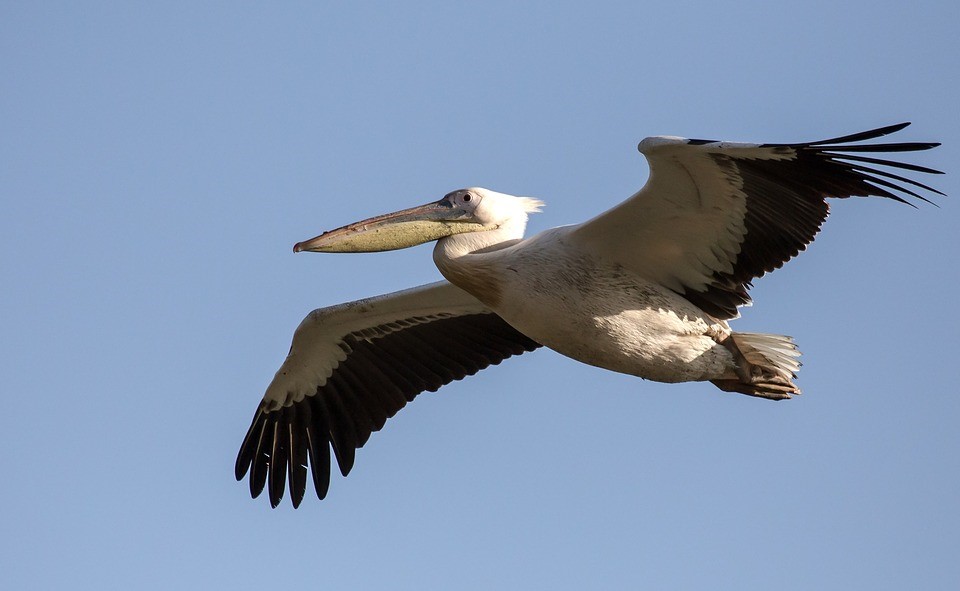 pellicano 2