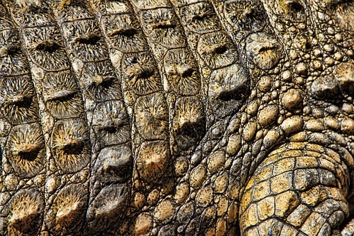 coccodrillo