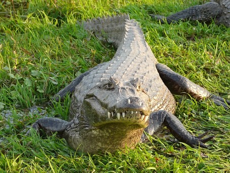 coccodrillo