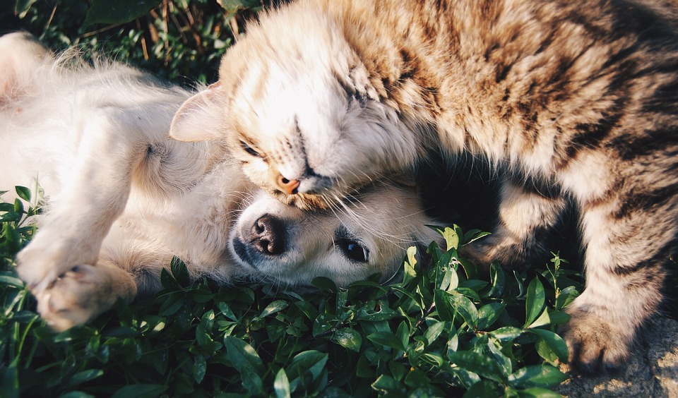 proteggere cani e gatti in estate