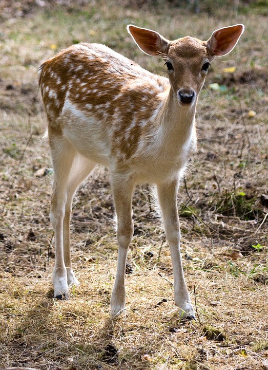 caccia
