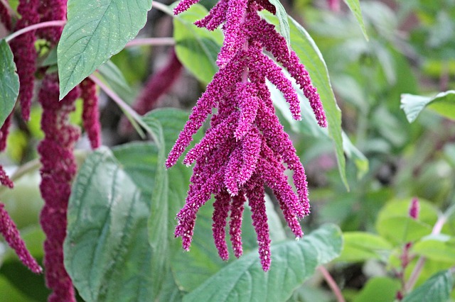 amaranto