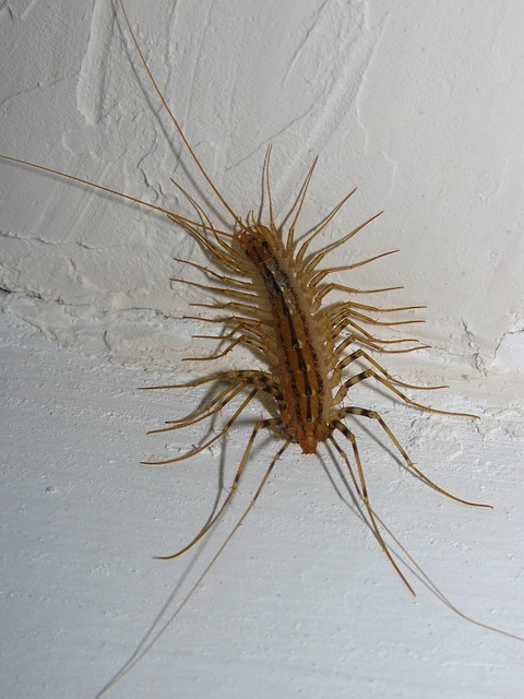 millepiedi