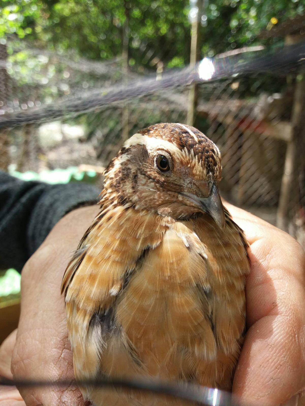 quaglie