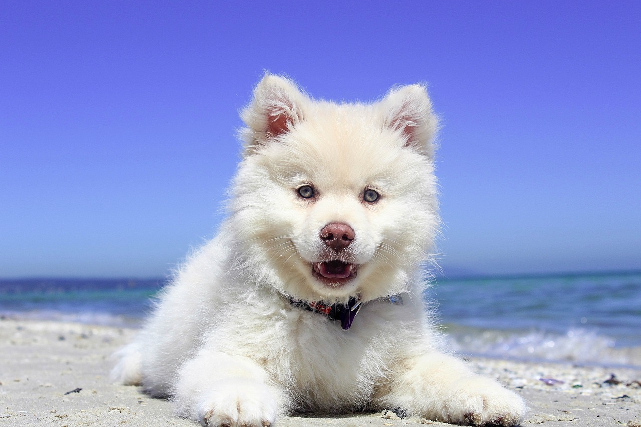 cibo per cani