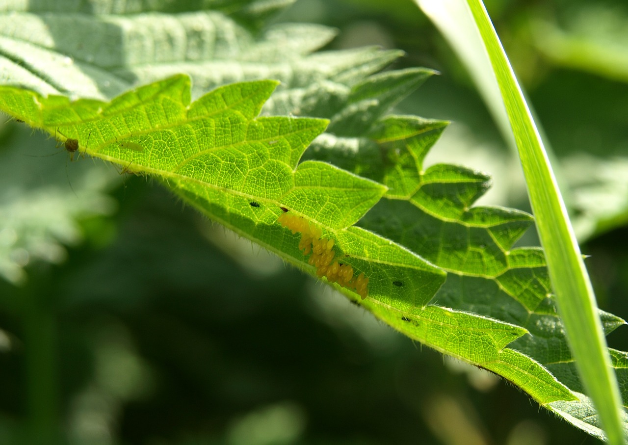 uova coccinella