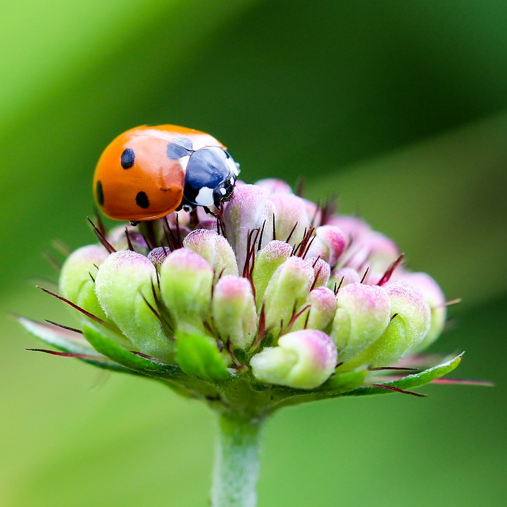 coccinella