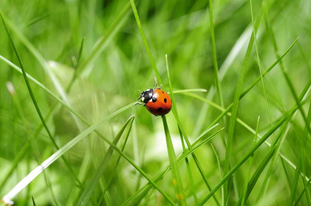 coccinella