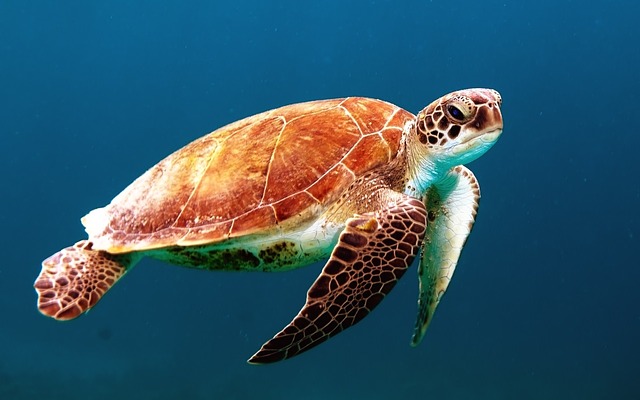 riscaldamento globale