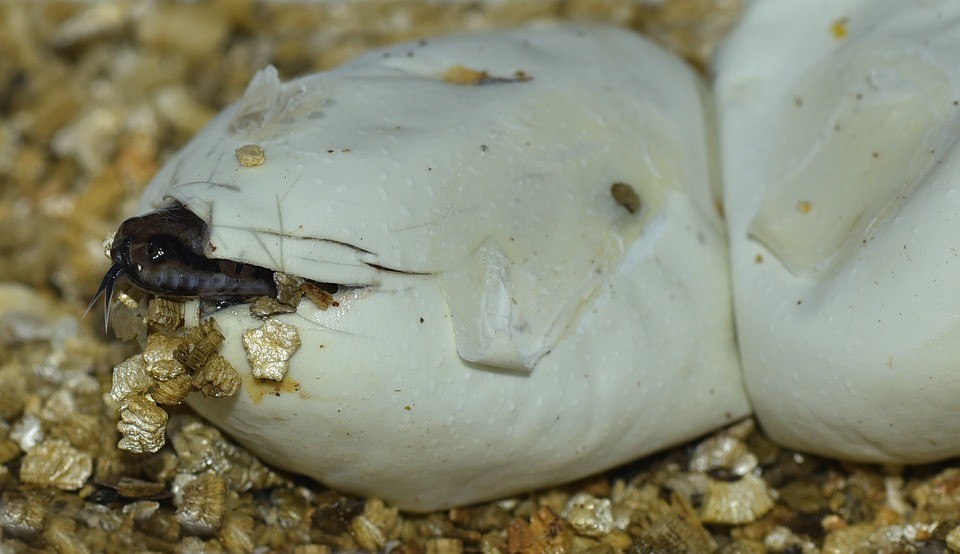 schiusa uova pitone
