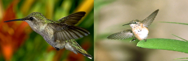colibri 1