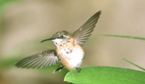 colibrì