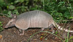 armadillo 1