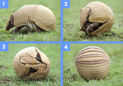 armadillo 2