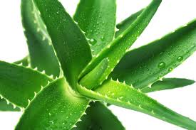 aloe e cellulite