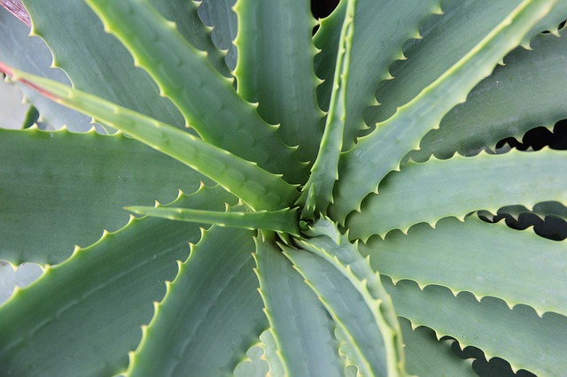 aloe-vera-678040_640