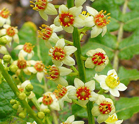 boswellia-serrata-cristalfarma