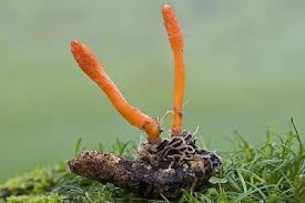 Cordyceps Sinensis