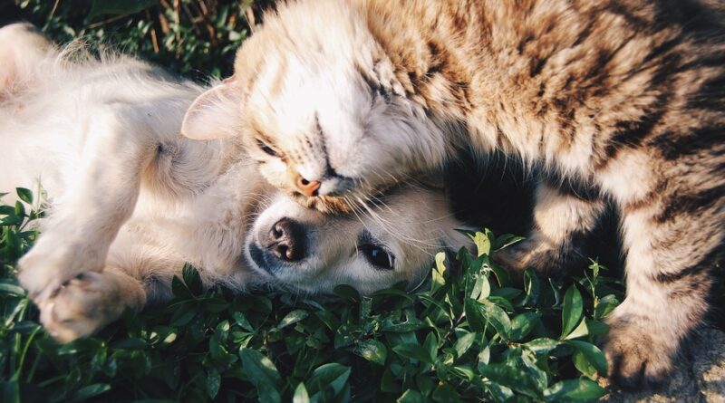 cani e gatti