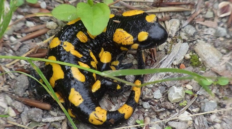 salamandra