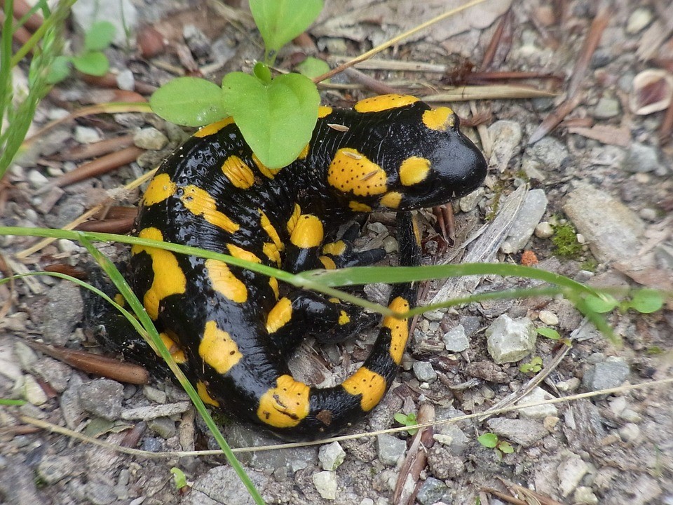 salamandra