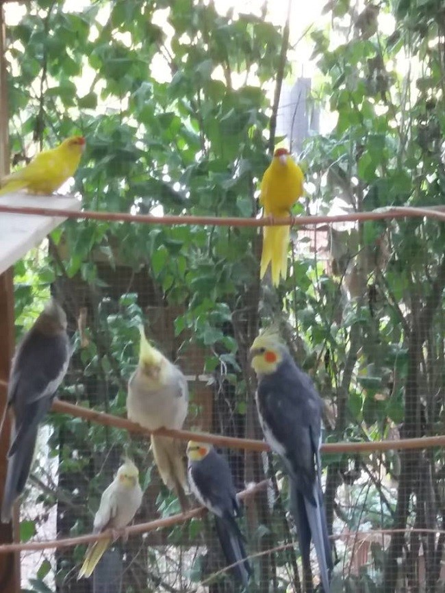 convivenze pappagalli