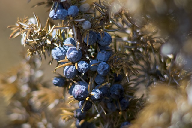 rimedi naturali per drenare i liquidi in eccesso