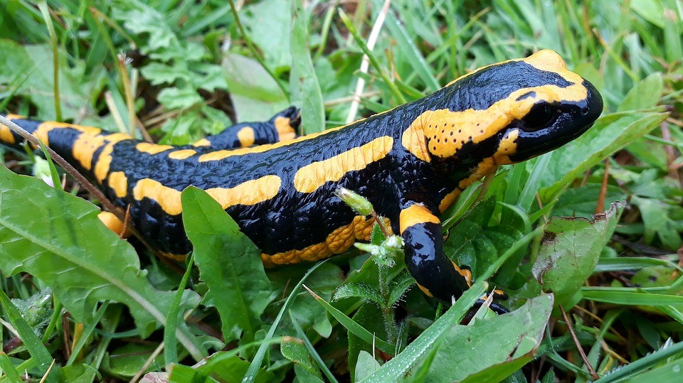 salamandra