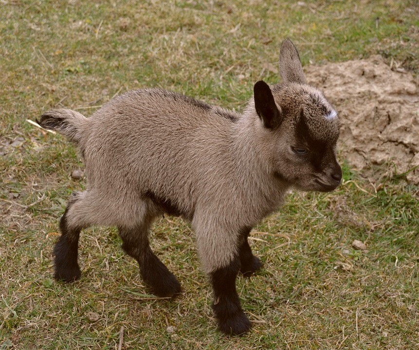 capretta tibetana