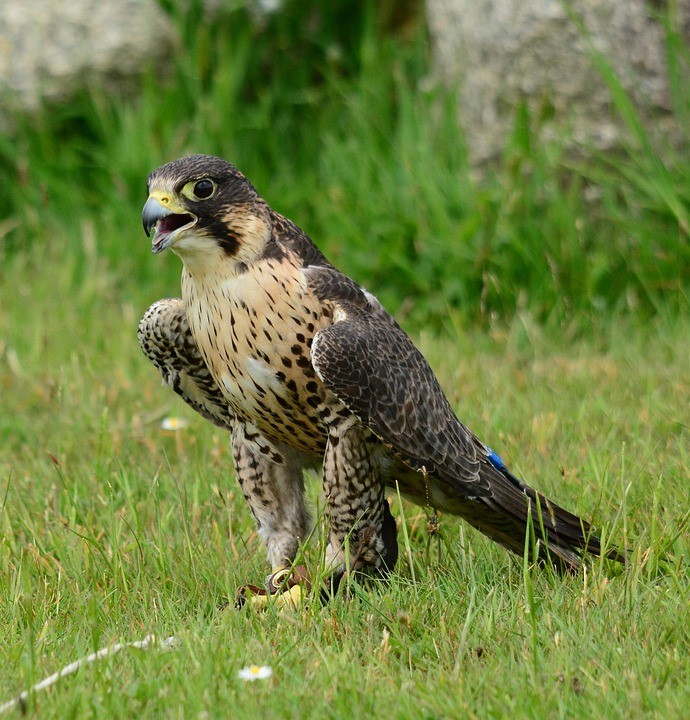 falco pellegrino